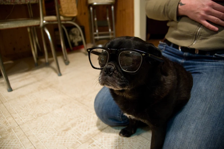 a dog wearing glasses sitting on the ground