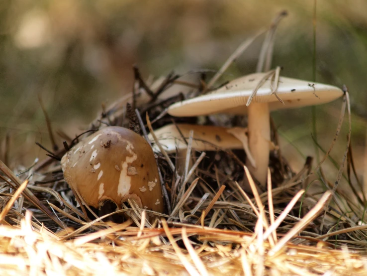 two mushrooms sitting on the ground outside