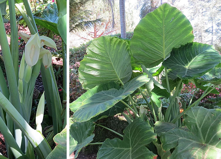 the big leaves are growing beside the large green leaves