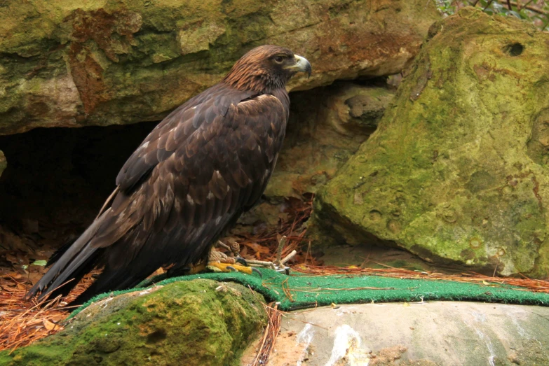 a bird sitting in a cave surrounded by moss