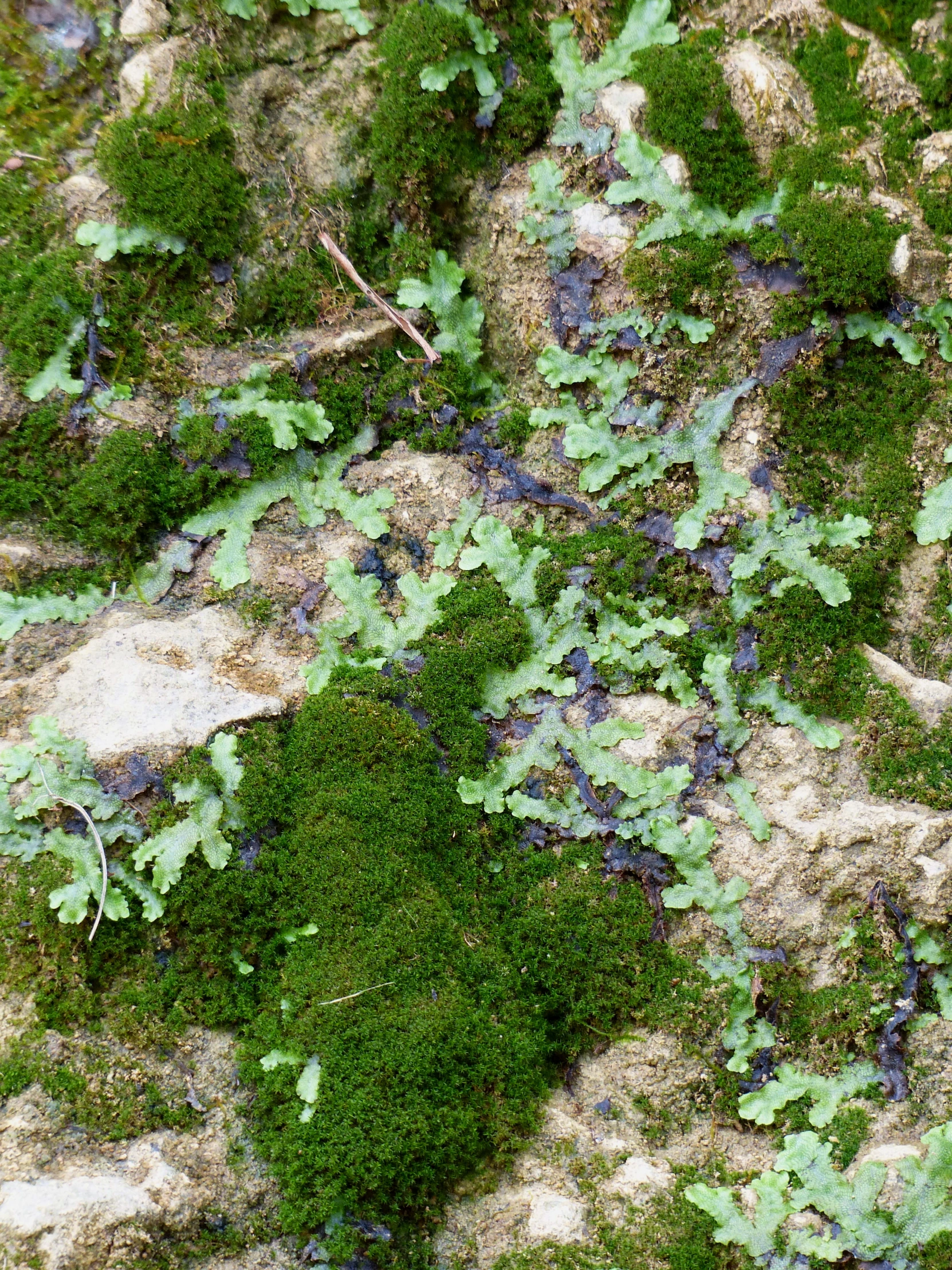 the moss and plants are growing on the rocks