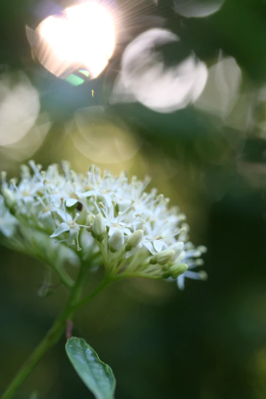 a flower with some light shining on it