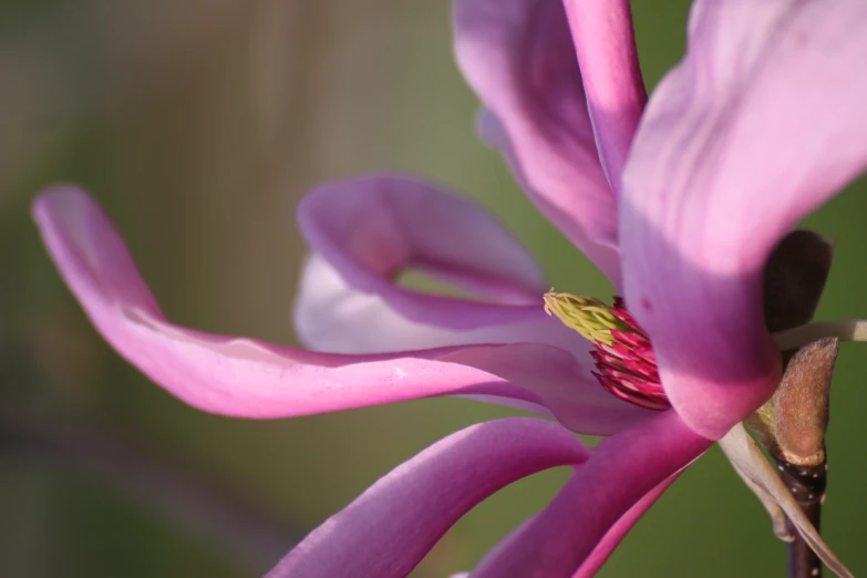 a large pink flower with white petals