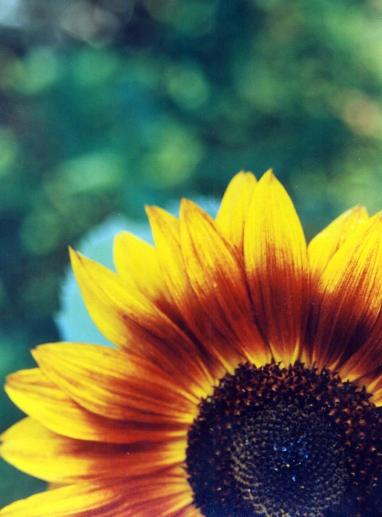 a bright yellow flower with a blue background