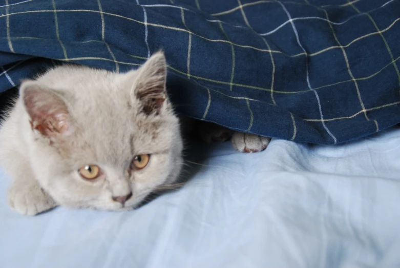 a little white kitten peeks from beneath the covers