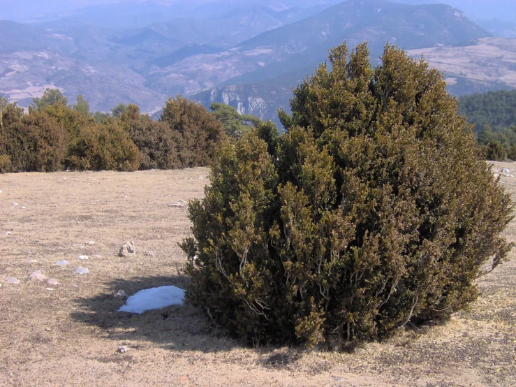 an evergreen is shown in the middle of an empty field