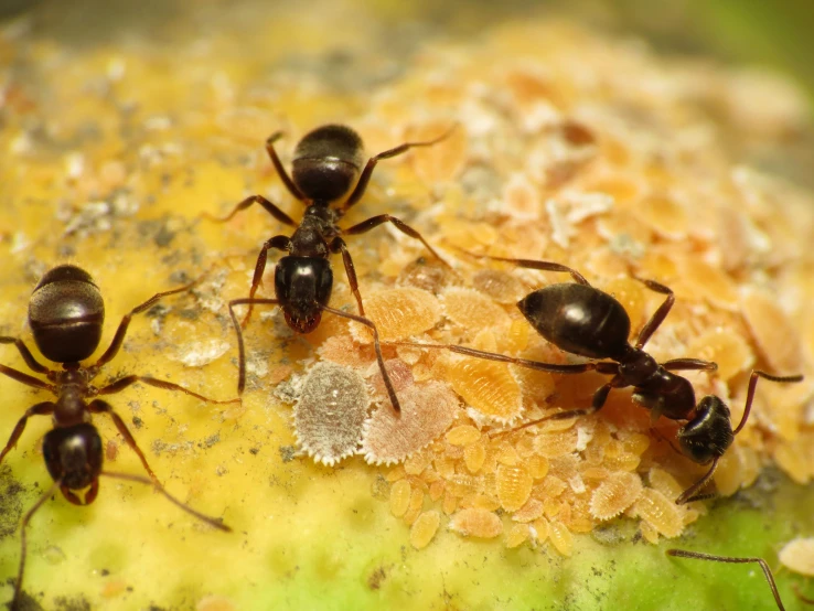 three antebees are crawling on top of a fruit