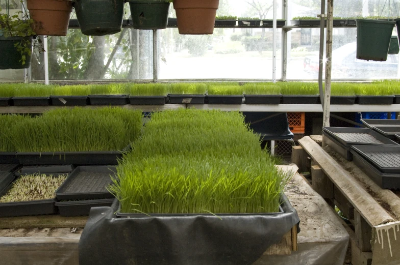 several plants that have been grown in a greenhouse