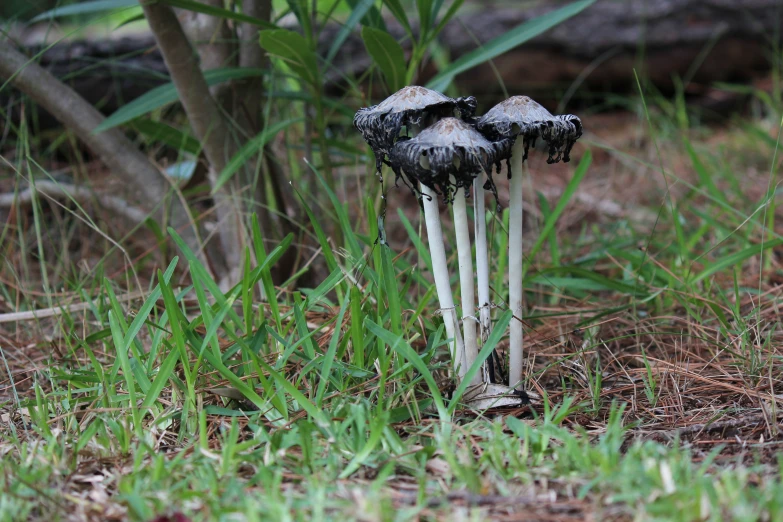 two mushrooms sprouted up of the grass