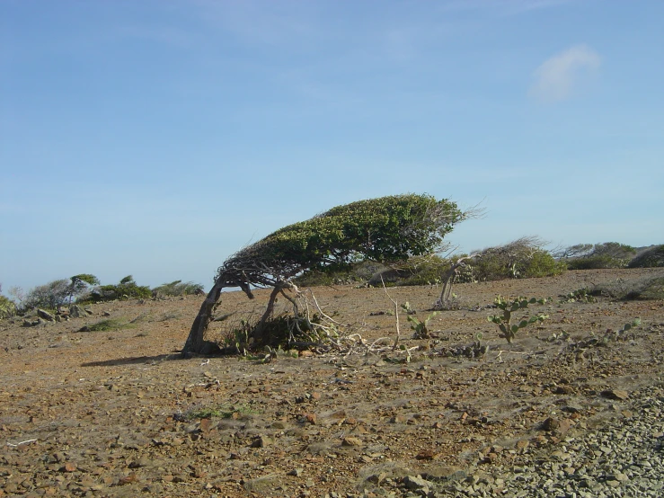 a lone tree that is bending upside down