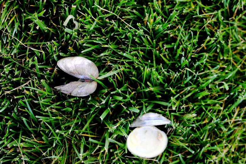 an aerial po of two pieces of paper on grass