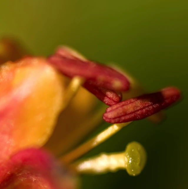 closeup view of the stamen and stigmas of an orchid