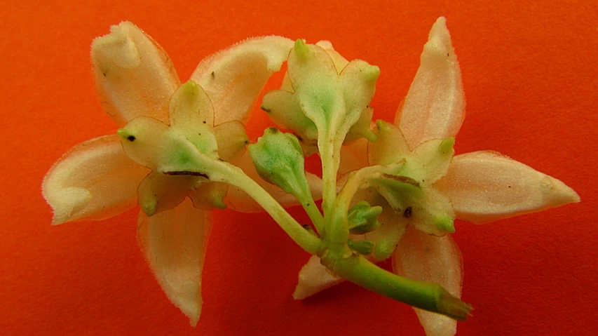 small flower buds displayed on an orange background