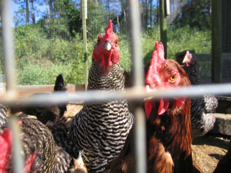 chickens are looking out through the fence at a farm