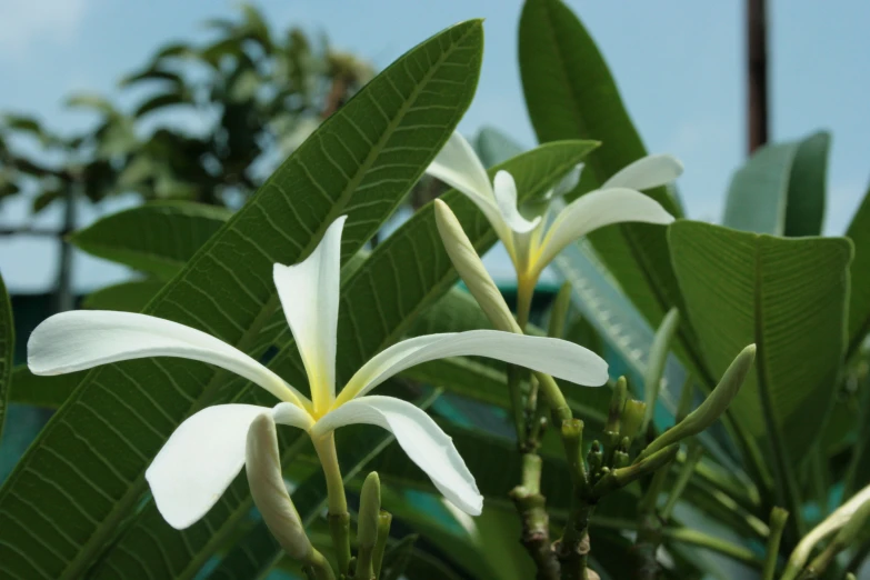 some pretty white flowers with green leaves in the back