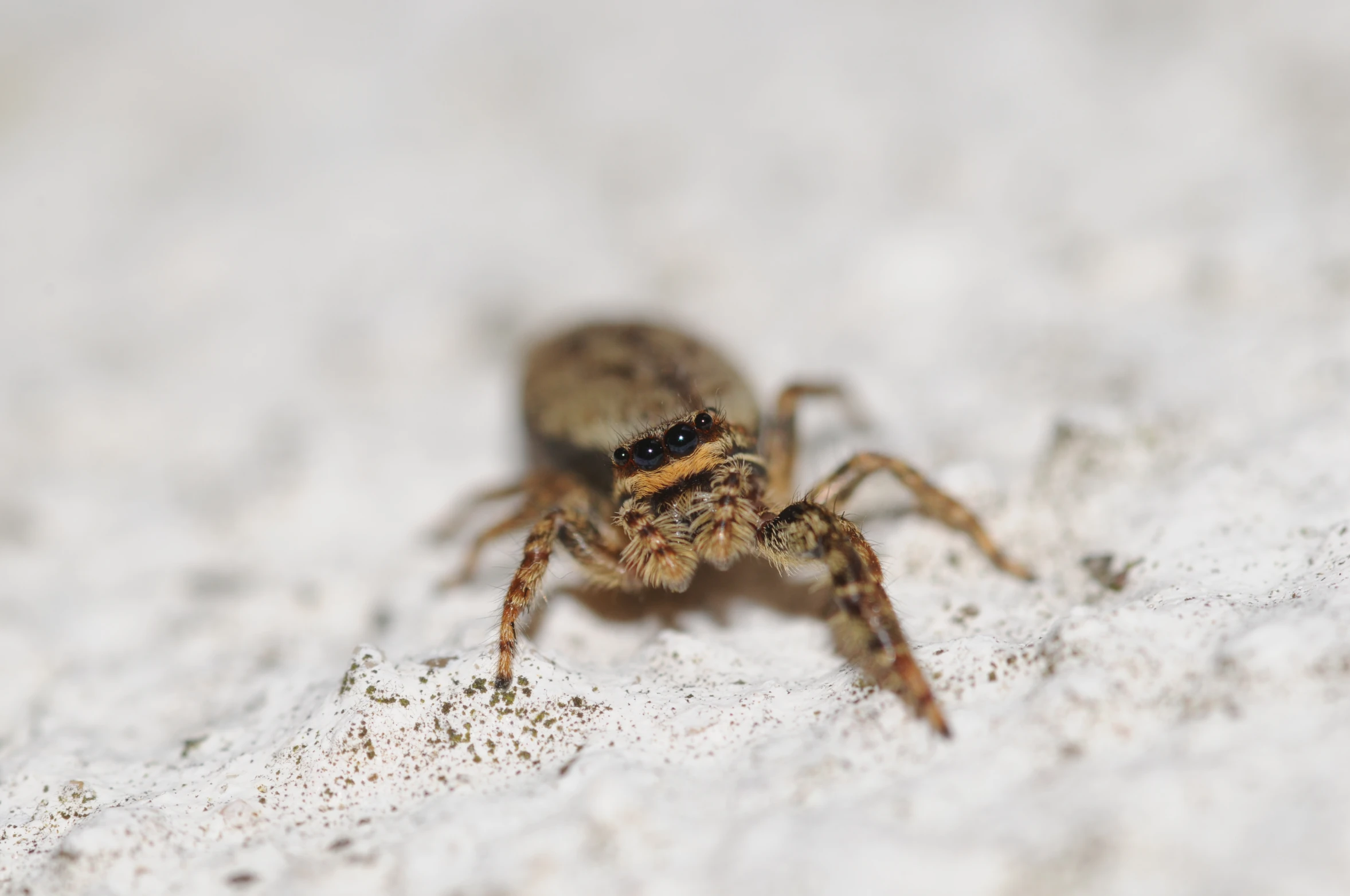 a spider with brown body standing on white sand