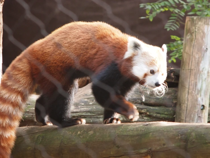 red panda bear walking on logs through his enclosure