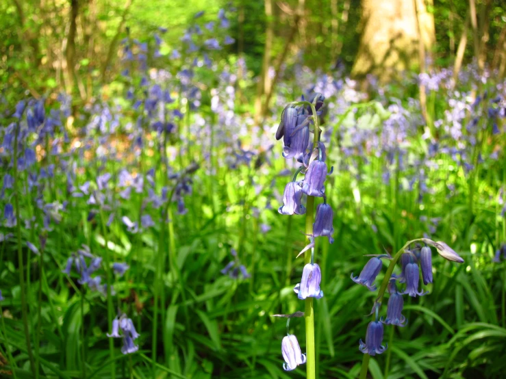 many blue flowers in the woods with green grass