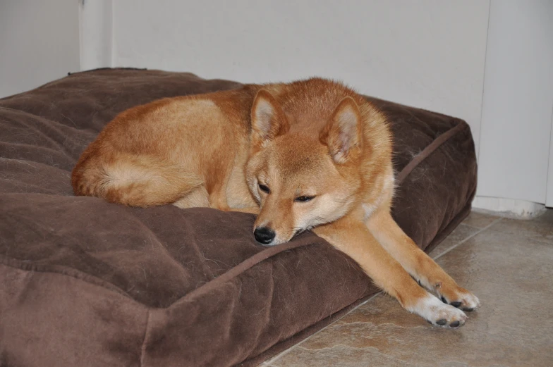 a dog is sleeping on top of a large bed