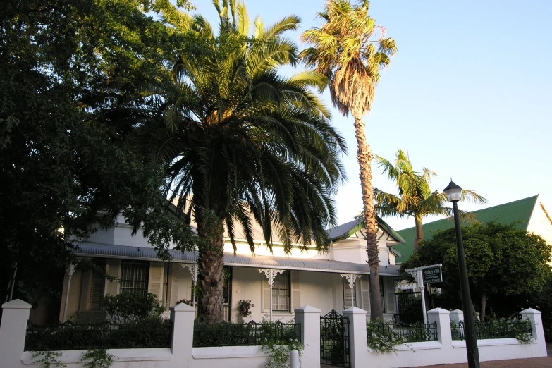 palm trees next to the house near some street lights