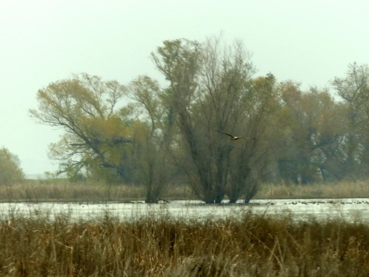 there is an image of a bird in the distance