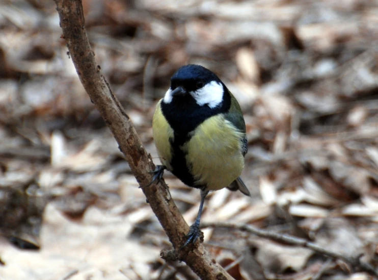 a bird perched on top of a nch in the forest