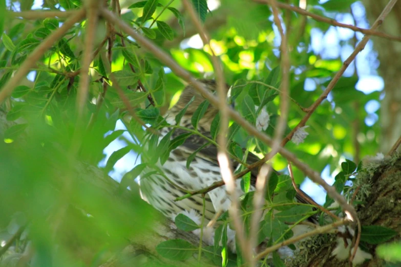 an owl sitting on the nch of a tree