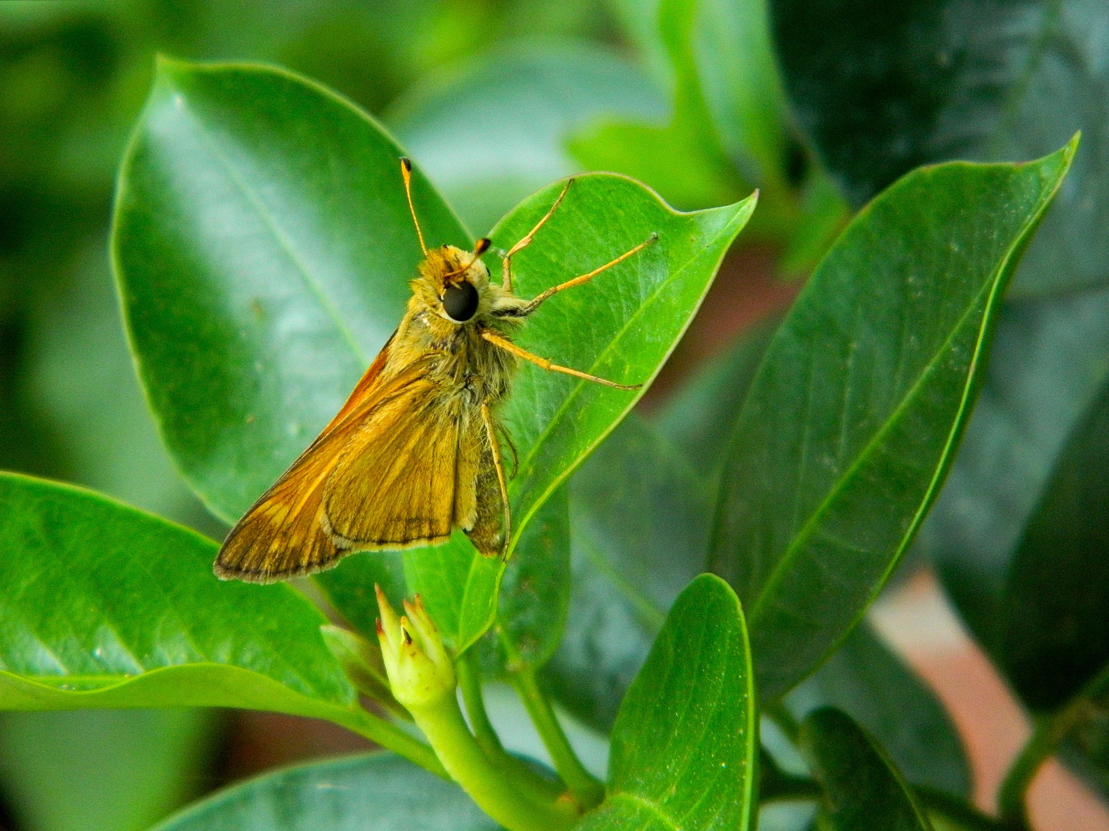 the yellow moth sits on top of green leaves