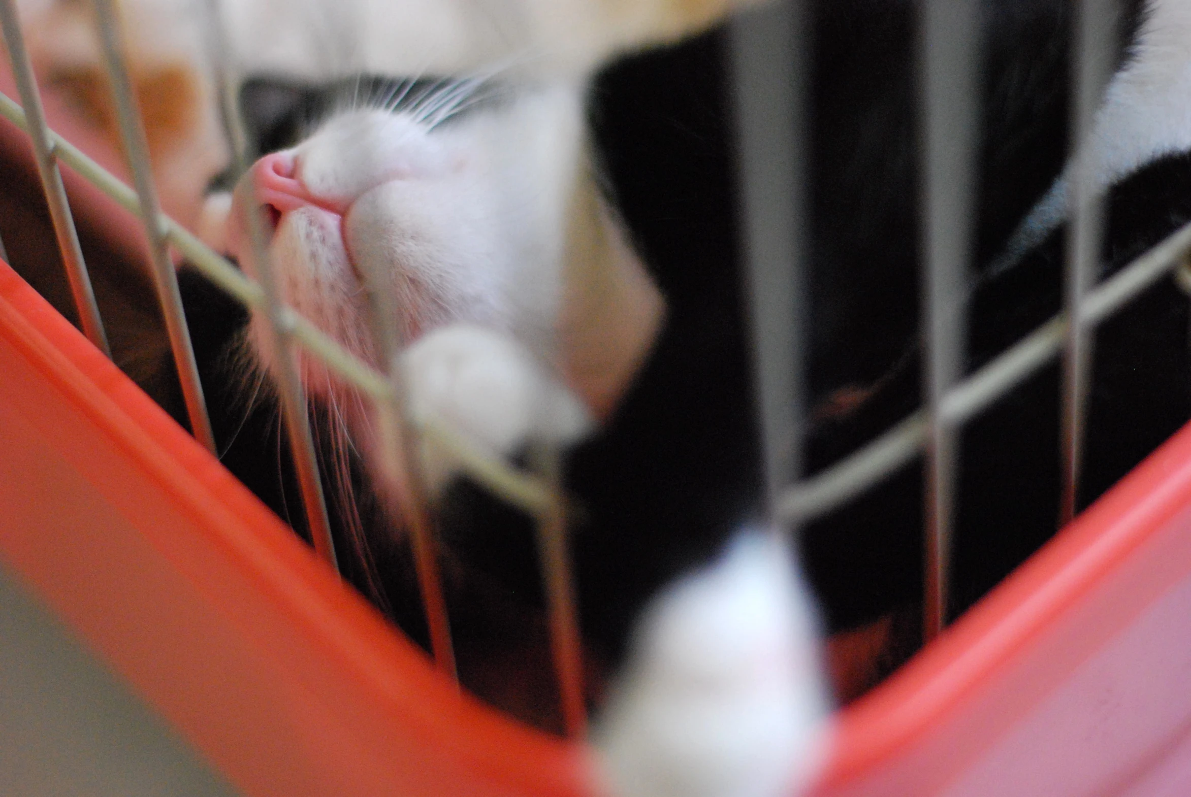 a close up of a cat resting in a cage