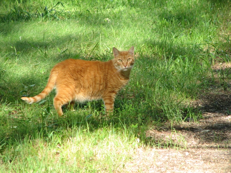 an orange tabby cat walking on the grass