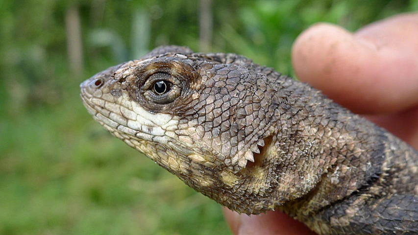 a close up of a lizard in the palm of a person