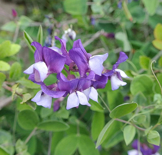 a group of blue and purple flowers growing next to each other