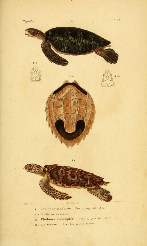 three species of sea turtles by an artist