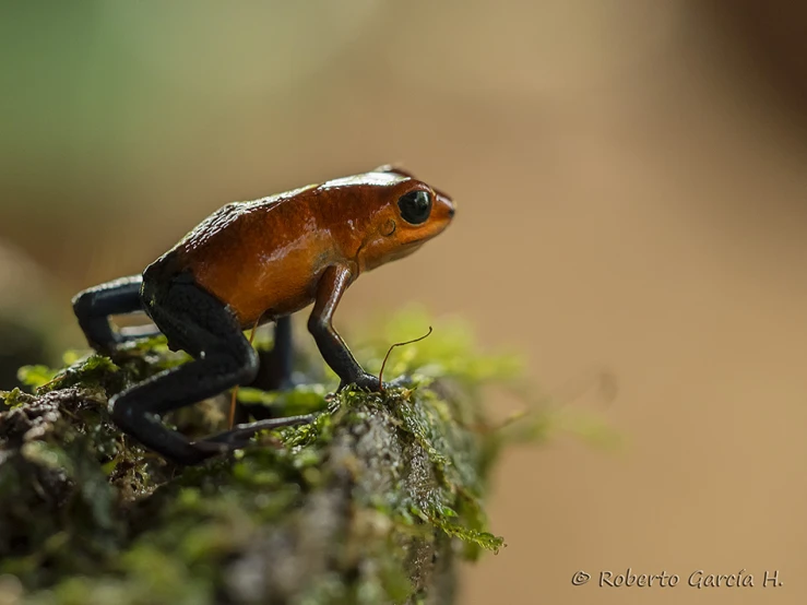 a frog that is on some green moss