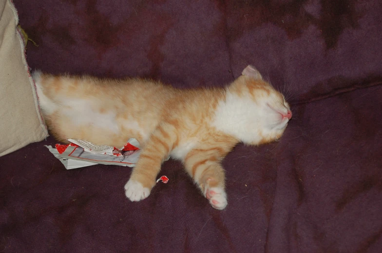 a cat that is laying on a purple blanket