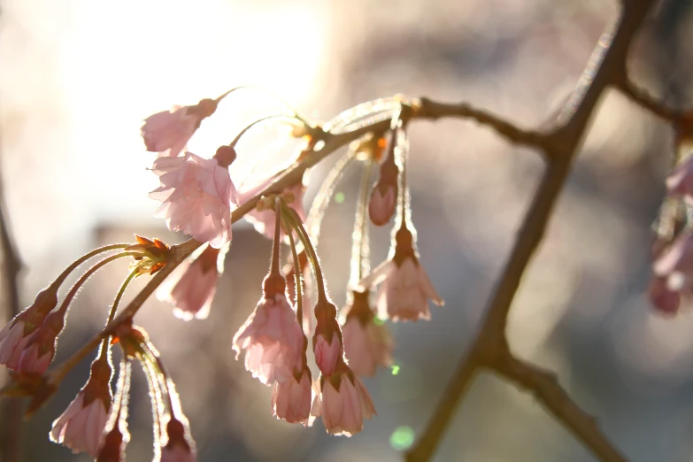 a cluster of delicate pink flowers on a thin tree nch