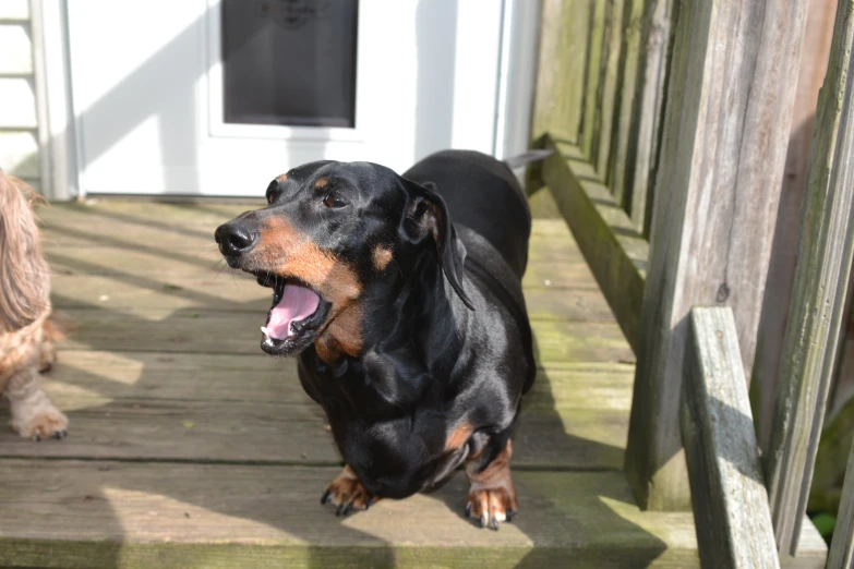 two dogs on a porch, one is yawning
