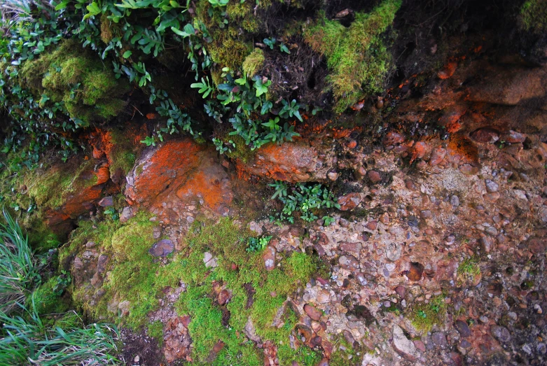 moss grows on an outcropping of rocks in the woods