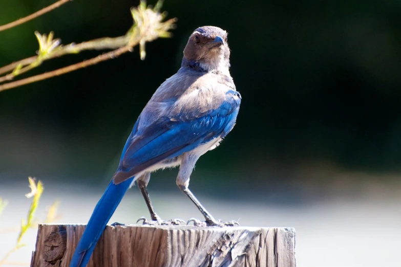 blue and gray bird standing on top of a wooden post