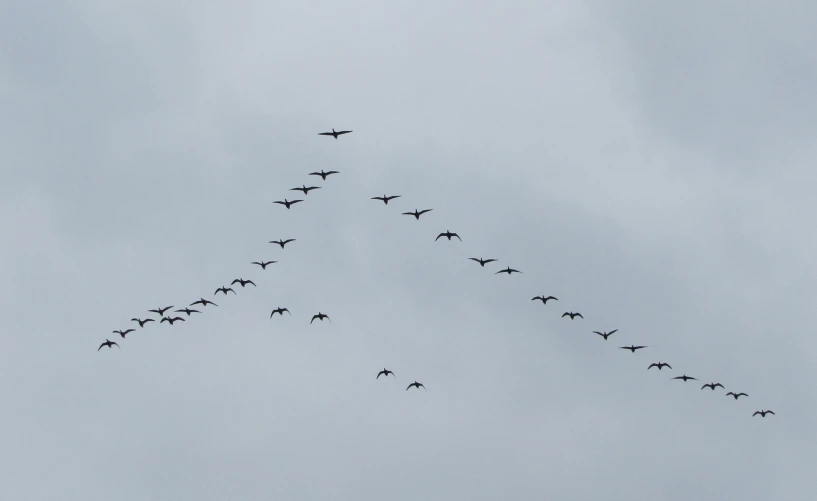 there is a group of birds flying in the sky