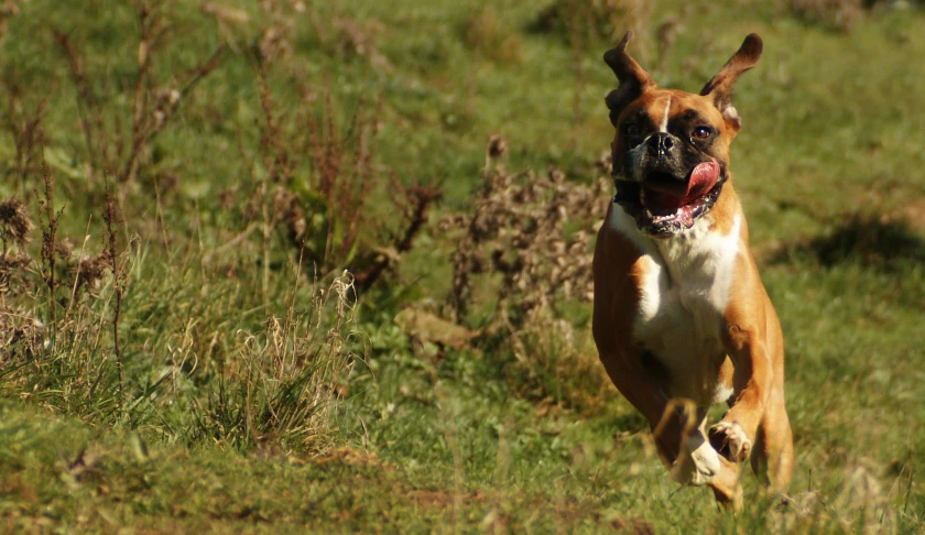a brown and white dog runs through a grassy field