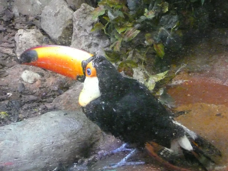 an image of a colorful bird by the water