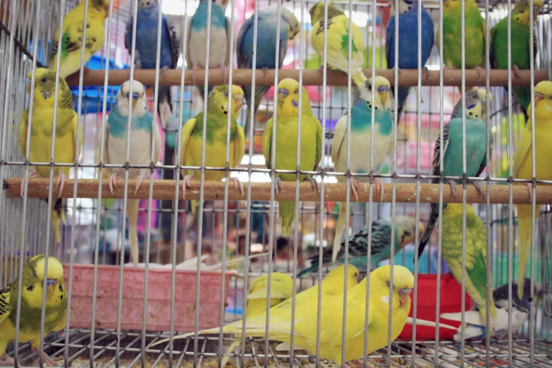 the birds are colorfully perched in the cage