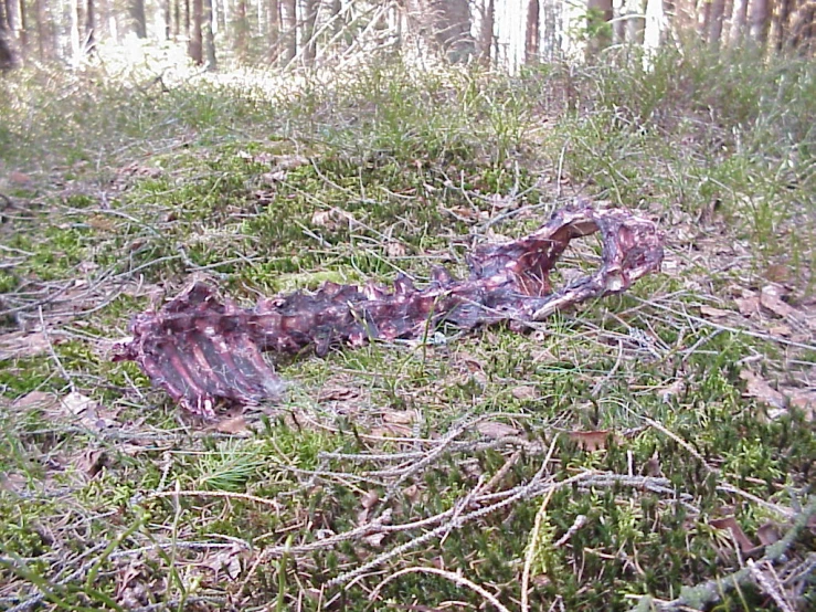 a large snake is laying in a grassy field