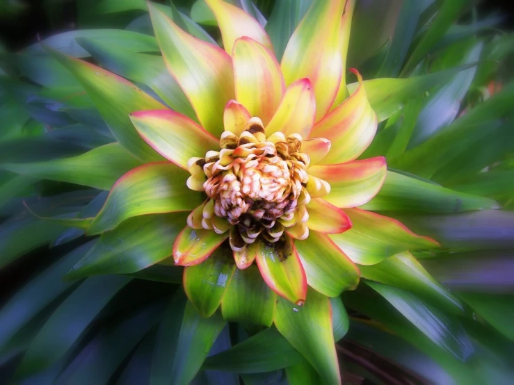 green and yellow flower in bloom with blurred background