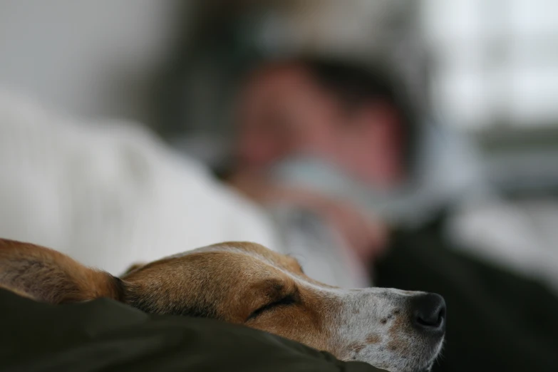 dog sleeping in front of man on white bed