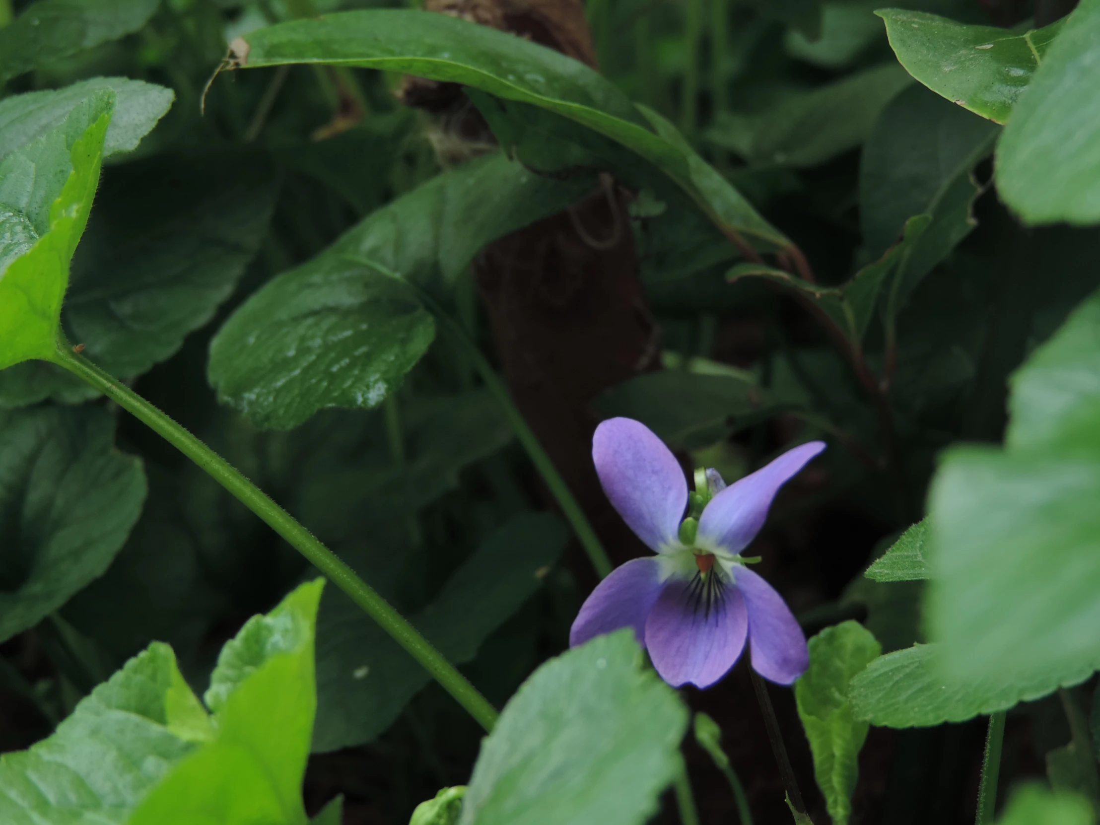 the blue flower has a green stem in it's blooming