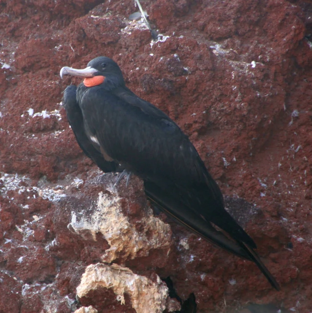 a bird sits on a rock and looks back