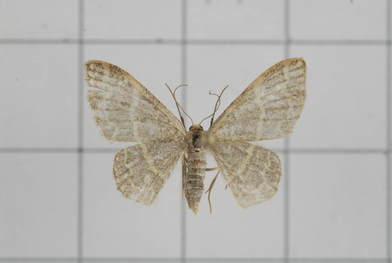 the erfly is perched on a white tile background