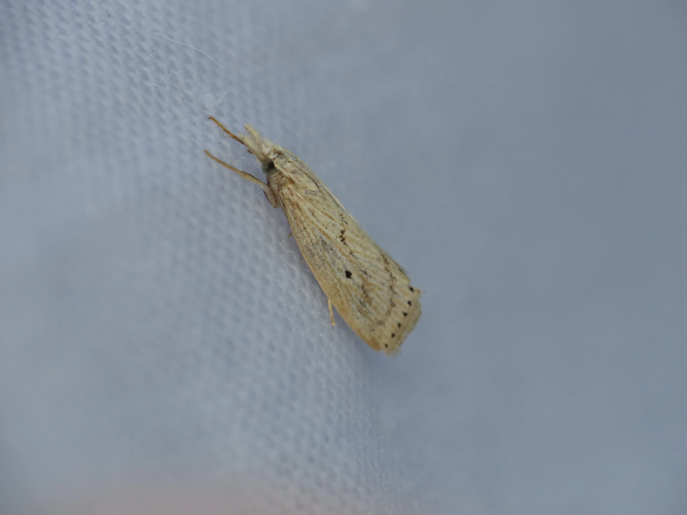 a closeup of a small insect on a blue cloth